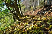 16 Foglie colorate d'autunno